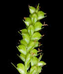 Eastern woodland sedge